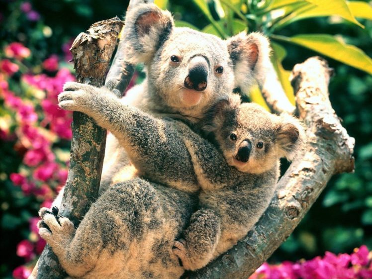 koalas, Baby, Animals HD Wallpaper Desktop Background