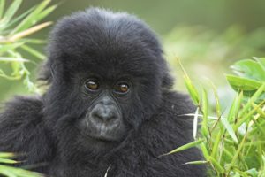animals, Wildlife, Gorillas