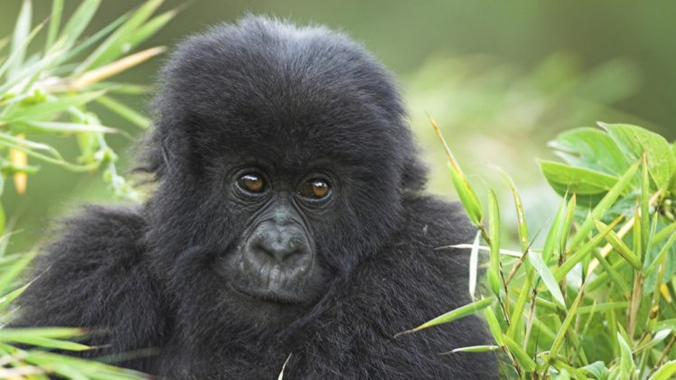 animals, Wildlife, Gorillas HD Wallpaper Desktop Background