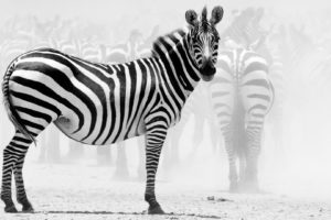 nature, Animals, Zebras
