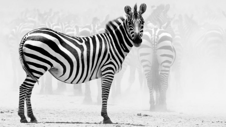 nature, Animals, Zebras HD Wallpaper Desktop Background