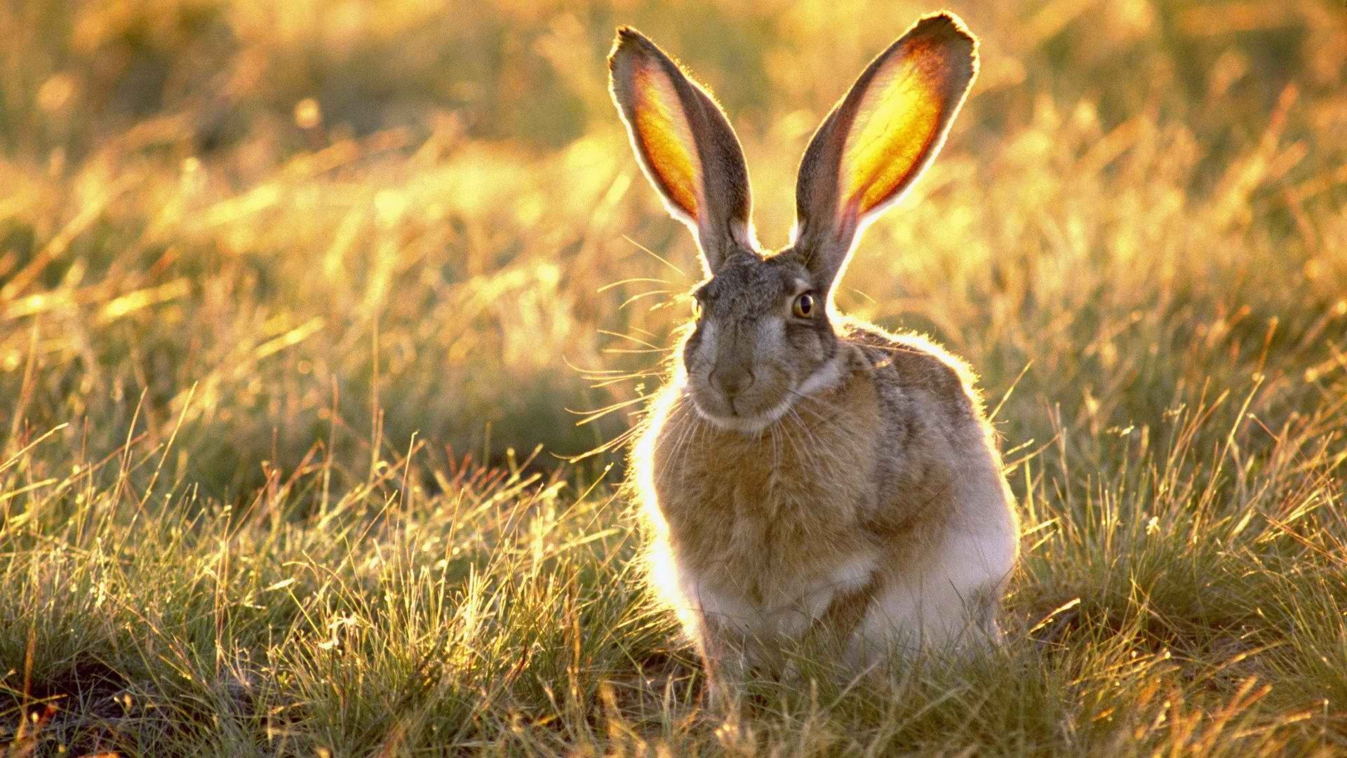 animals, Rabbits Wallpaper