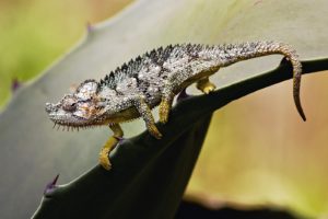 chameleons, Reptiles