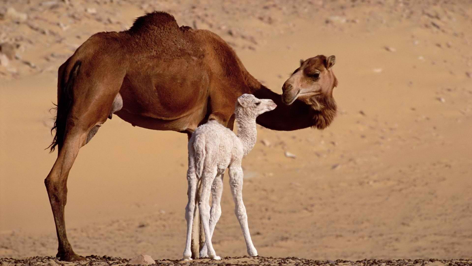 camels Wallpaper