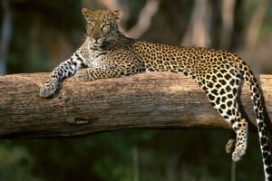 nature, Animals, Wildlife, Africa, Leopards
