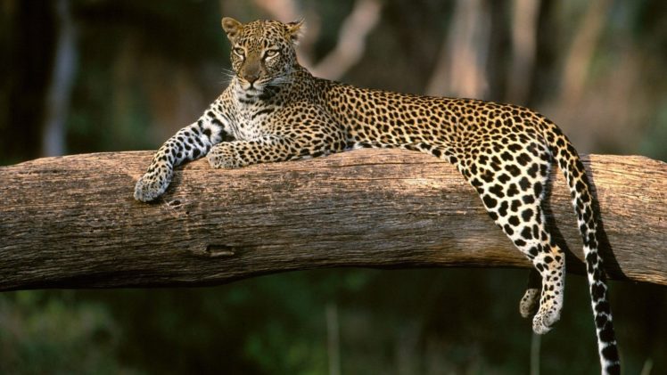 nature, Animals, Wildlife, Africa, Leopards HD Wallpaper Desktop Background