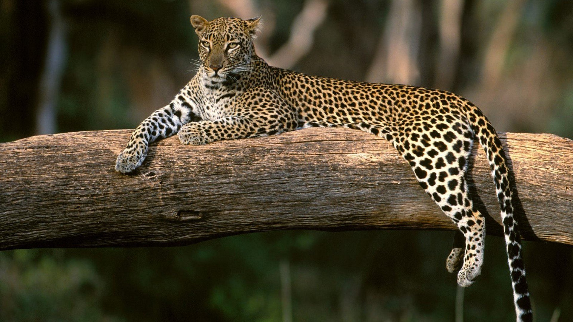 nature, Animals, Wildlife, Africa, Leopards Wallpaper