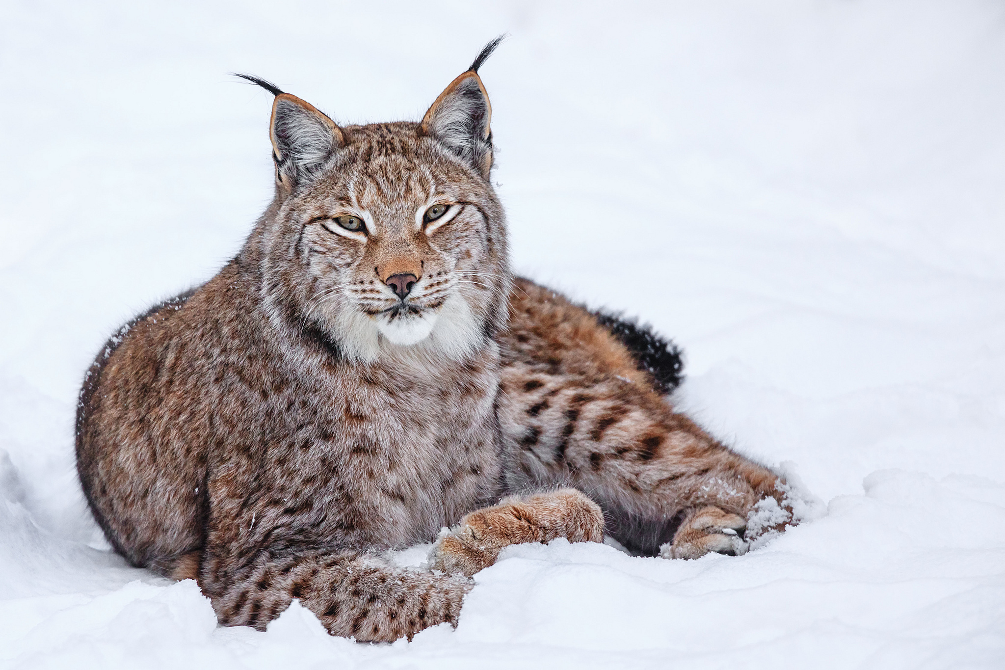 big, Cats, Lynx, Glance, Snow, Snout Wallpaper