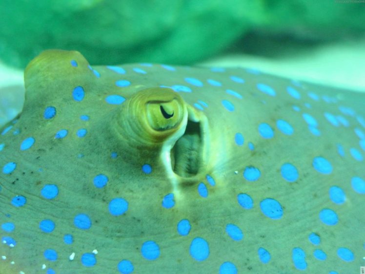 Ocean Nature Animals Fish Tank Sea Anemones
