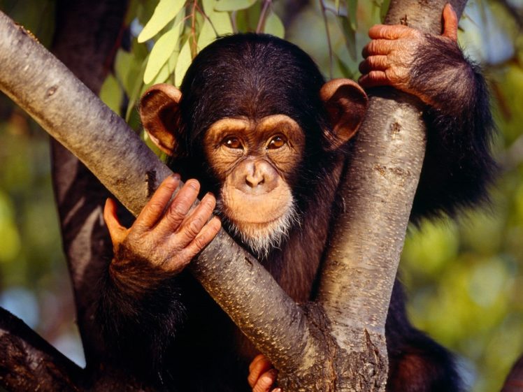 nature, Animals, Monkeys, Primates HD Wallpaper Desktop Background