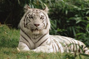 white, Animals, Bengal, Tigers