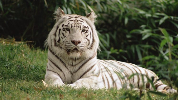 white, Animals, Bengal, Tigers HD Wallpaper Desktop Background