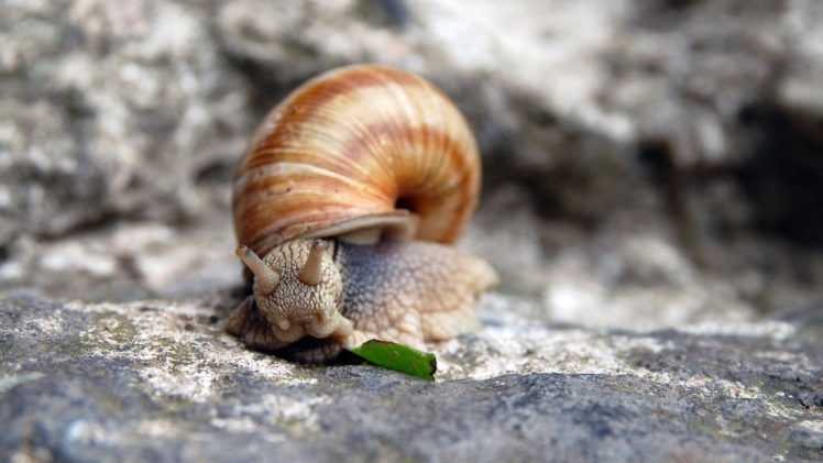 snails HD Wallpaper Desktop Background