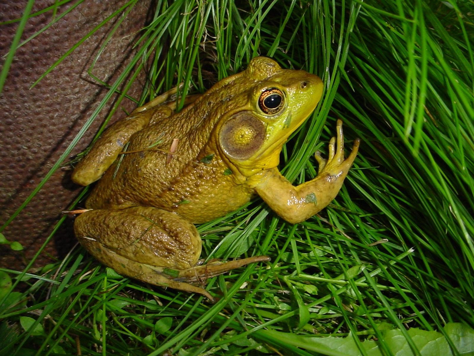 animals Wallpaper