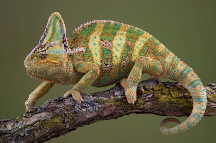chameleon, Lizard, Tropical HD Wallpaper Desktop Background