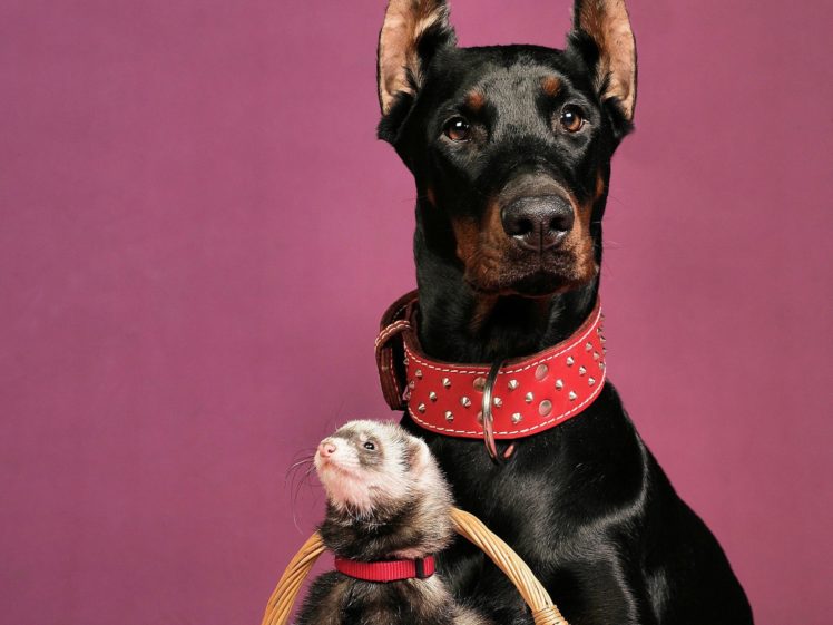 dog, Ferret, Doberman HD Wallpaper Desktop Background