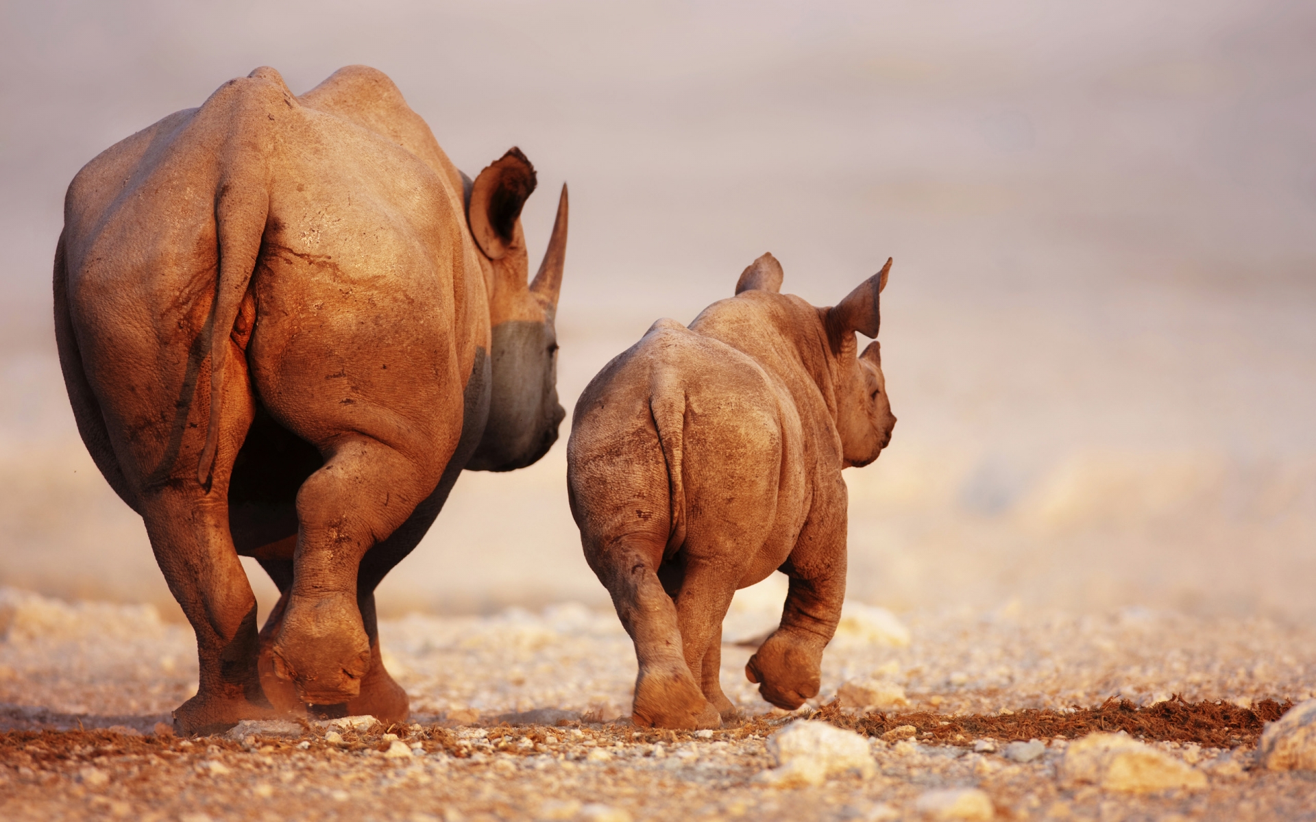 rhino Wallpaper
