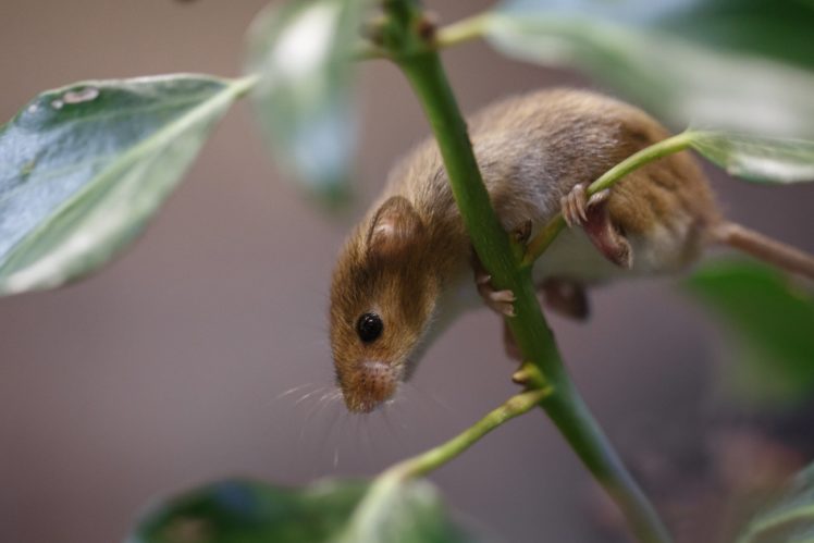 mouse, Leaves, Vole, Plant, Branch HD Wallpaper Desktop Background