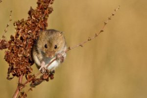 plant, Branch, Red, Mouse, Vole