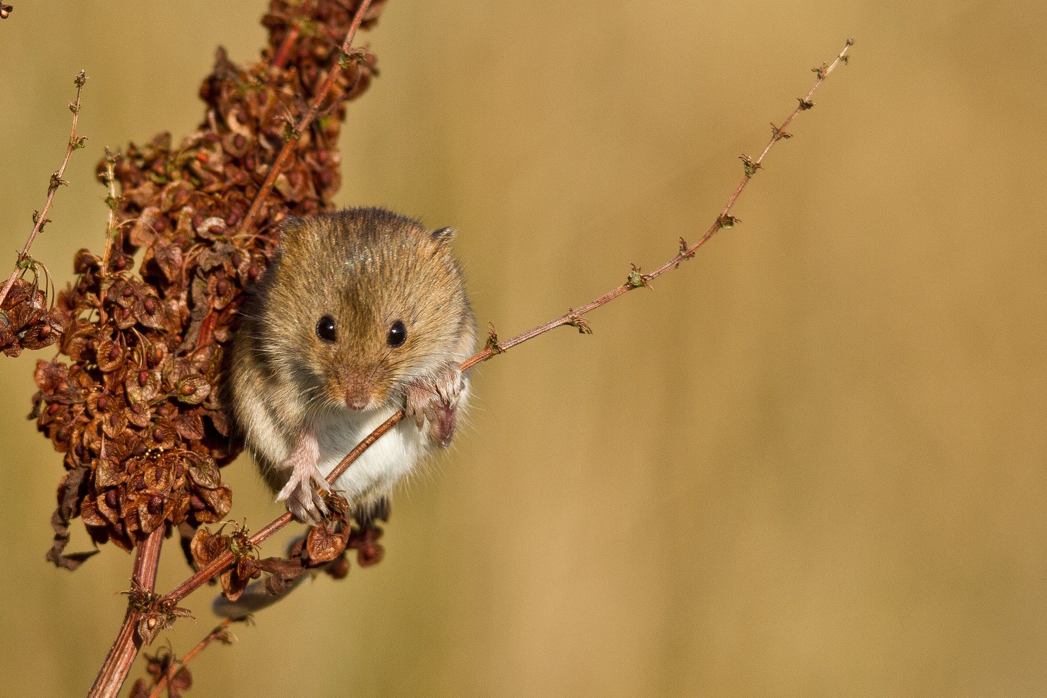 plant, Branch, Red, Mouse, Vole Wallpaper