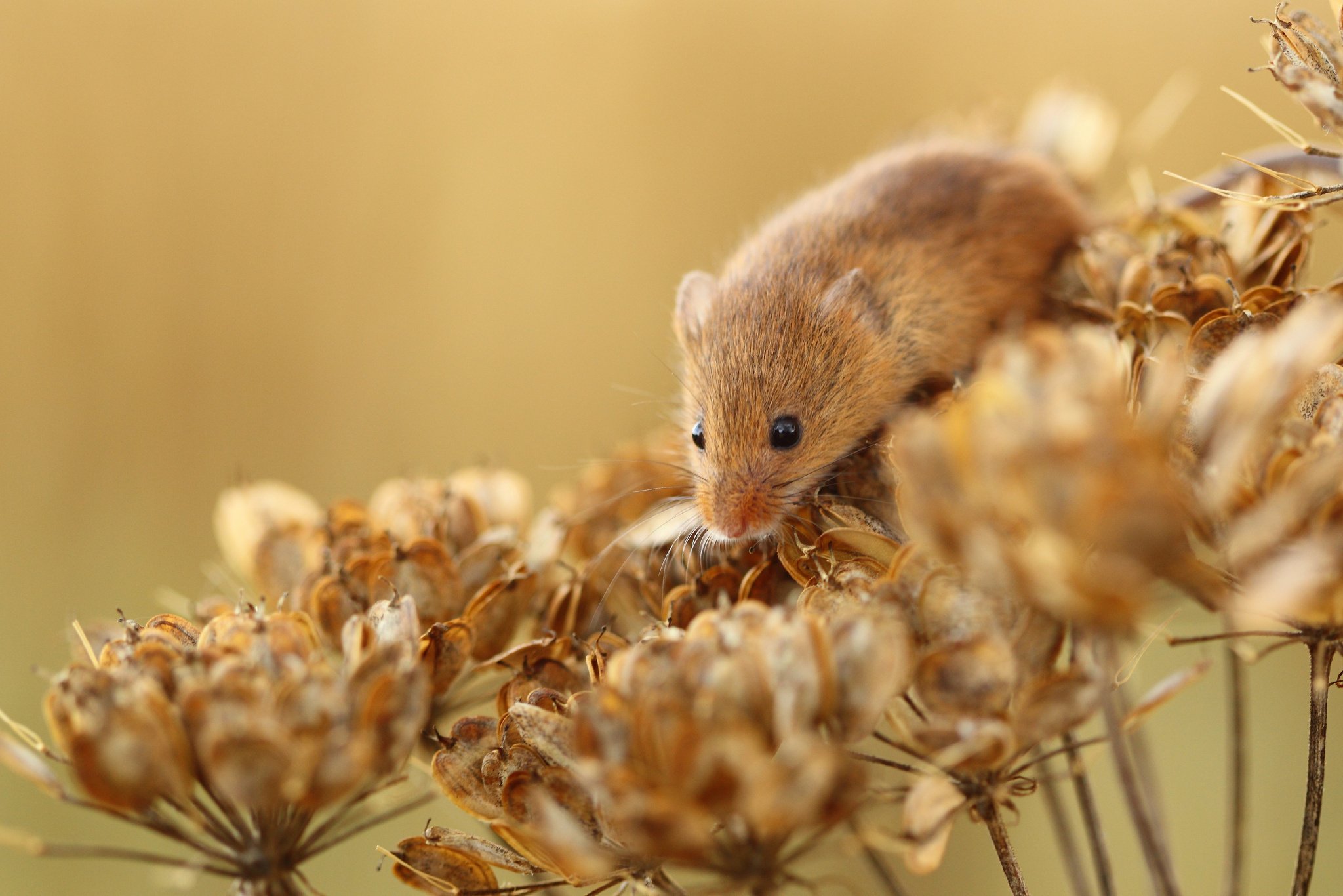 red, Dry, Plant, Mouse, Flowers Wallpaper