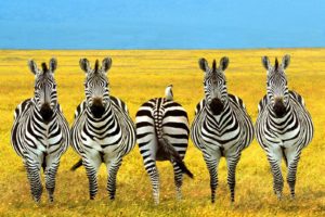 africa, Zebra, Stripes, Pattern