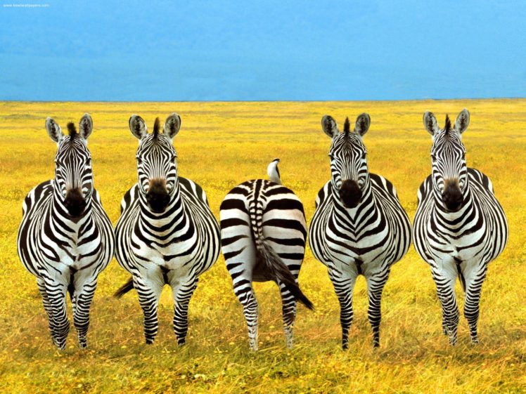 africa, Zebra, Stripes, Pattern HD Wallpaper Desktop Background