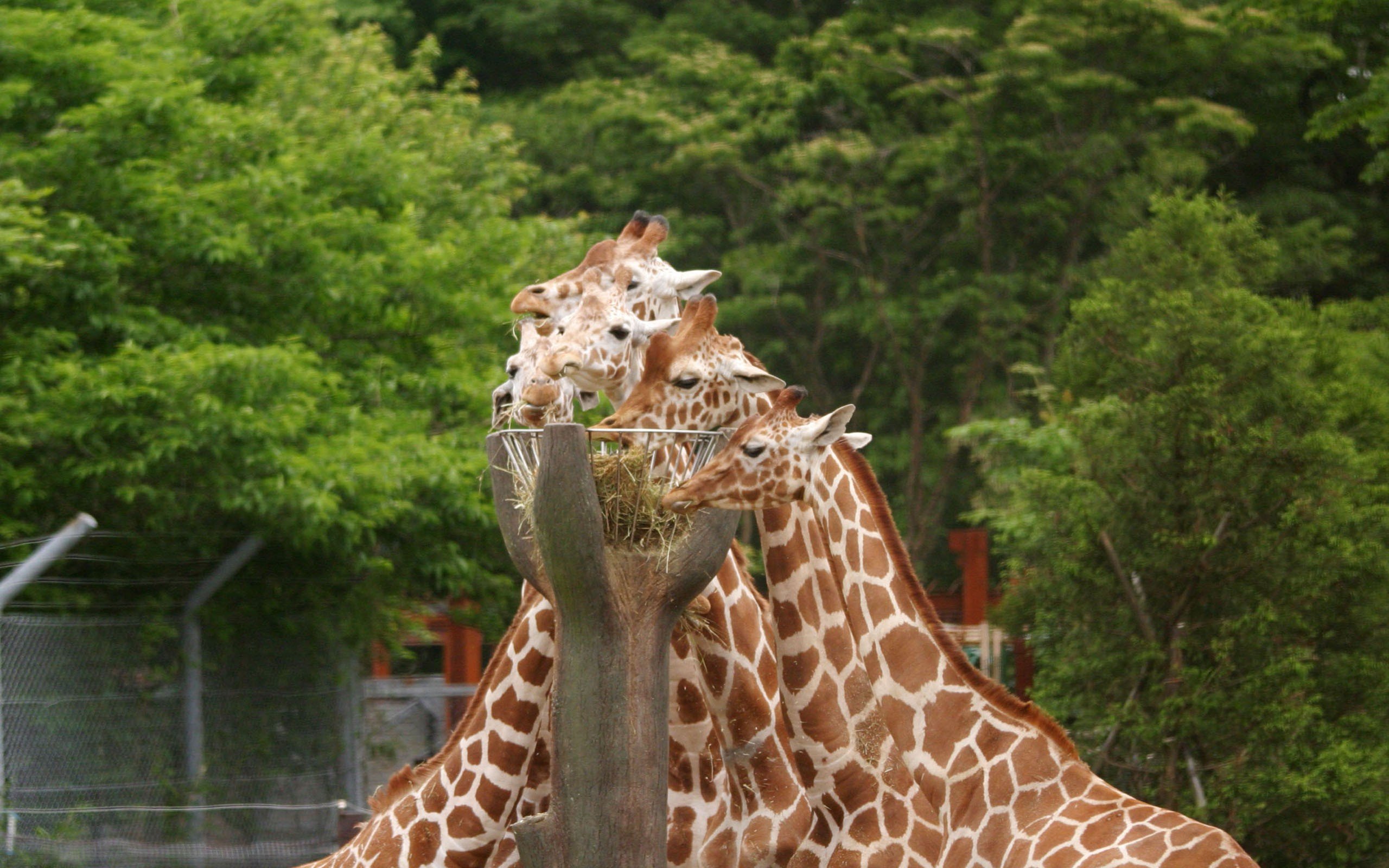 nature, Animals Wallpaper