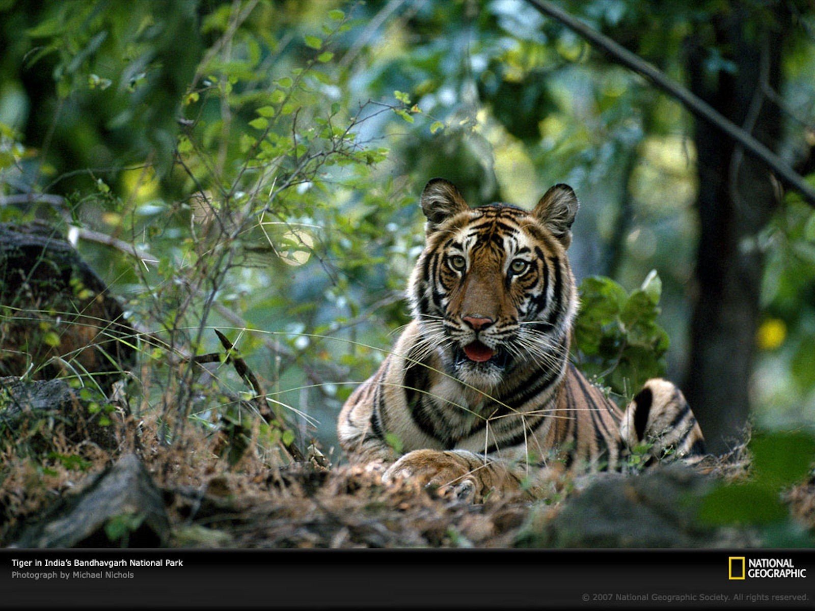 tigers, National, Geographic Wallpaper