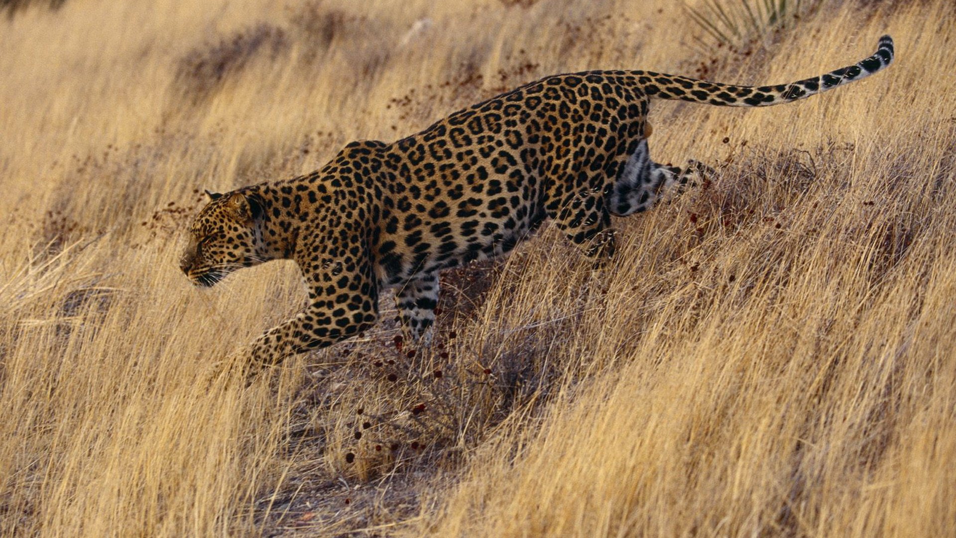 animals, Jaguars Wallpaper