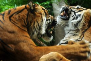 nature, Animals, Tigers, National, Geographic