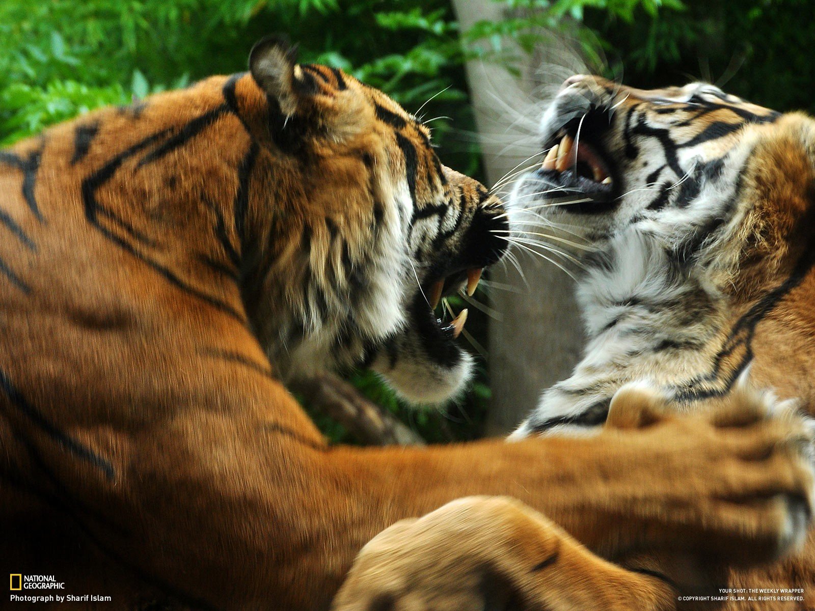 nature, Animals, Tigers, National, Geographic Wallpaper