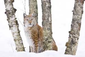 winter, Trees, Animals, Lynx