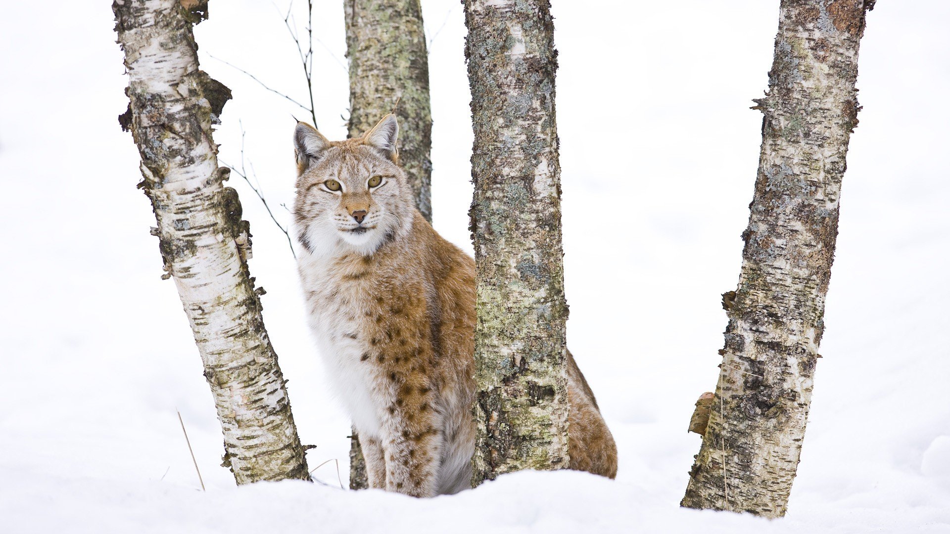 winter, Trees, Animals, Lynx Wallpaper