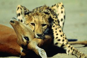 animals, National, Geographic, Cheetahs
