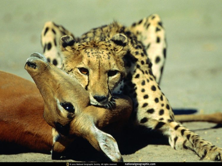 animals, National, Geographic, Cheetahs HD Wallpaper Desktop Background