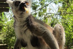 lemur, Primate, Madagascar,  8