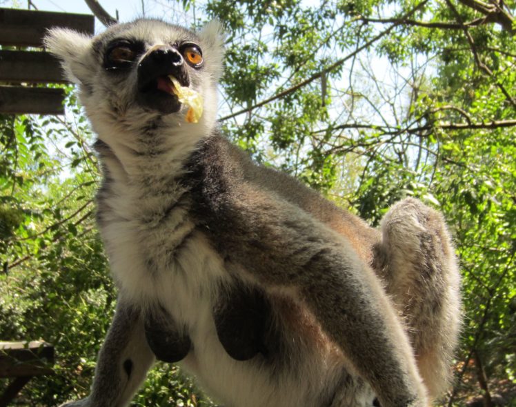 lemur, Primate, Madagascar,  8 HD Wallpaper Desktop Background