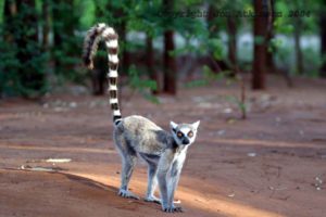 lemur, Primate, Madagascar,  5