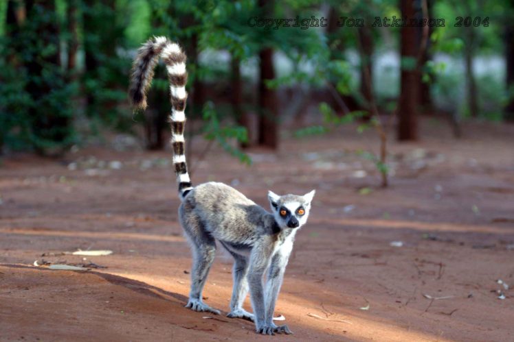 lemur, Primate, Madagascar,  5 HD Wallpaper Desktop Background