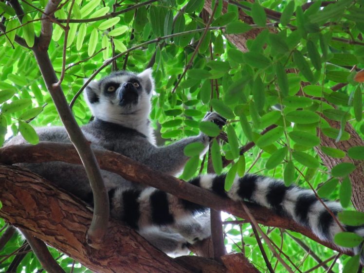 lemur, Primate, Madagascar,  7 HD Wallpaper Desktop Background