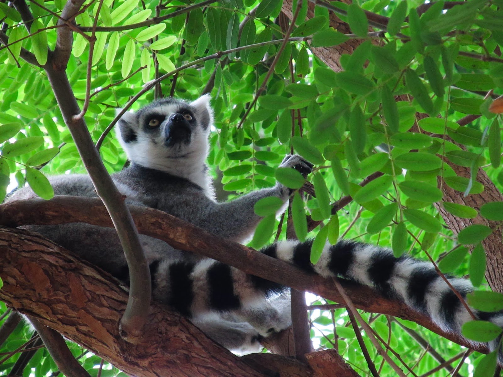 lemur, Primate, Madagascar,  7 Wallpaper