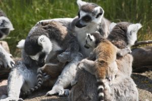 lemur, Primate, Madagascar,  3