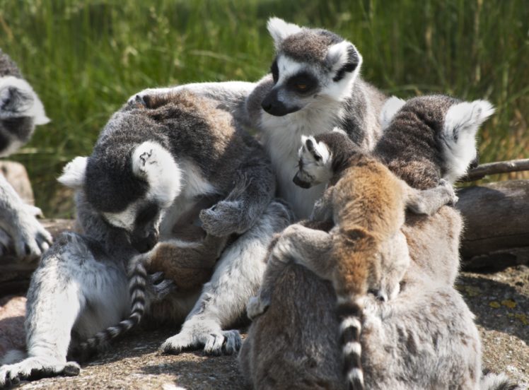 lemur, Primate, Madagascar,  3 HD Wallpaper Desktop Background