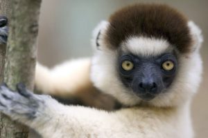lemur, Primate, Madagascar,  2