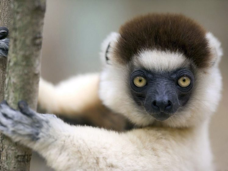 lemur, Primate, Madagascar,  2 HD Wallpaper Desktop Background