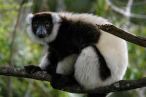 lemur, Primate, Madagascar,  1