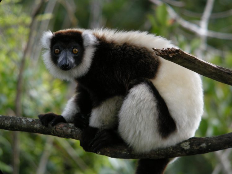 lemur, Primate, Madagascar,  1 HD Wallpaper Desktop Background