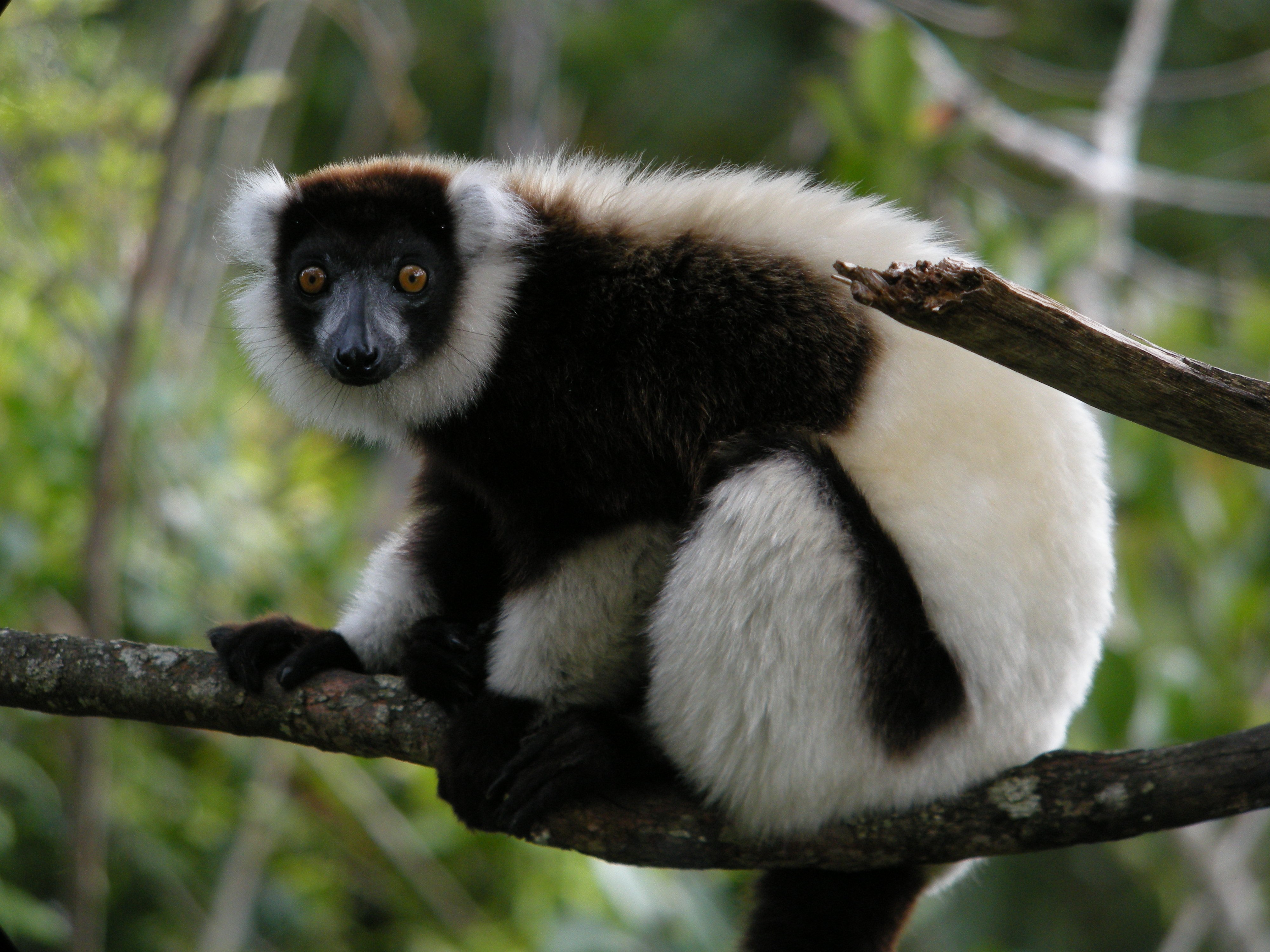 lemur, Primate, Madagascar,  1 Wallpaper
