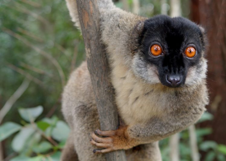 lemur, Primate, Madagascar,  6 HD Wallpaper Desktop Background
